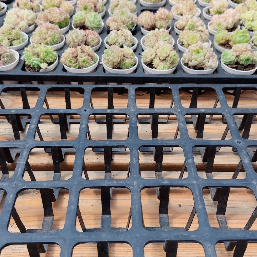 ?****五花语逸镜0511-89开播福利