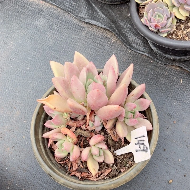 晨语多肉一物一拍149