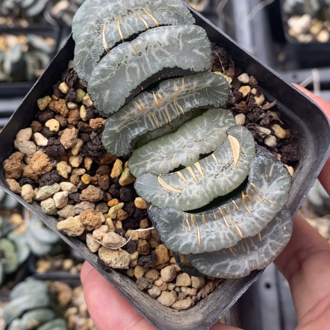 九***风2150 一颗玉扇福利