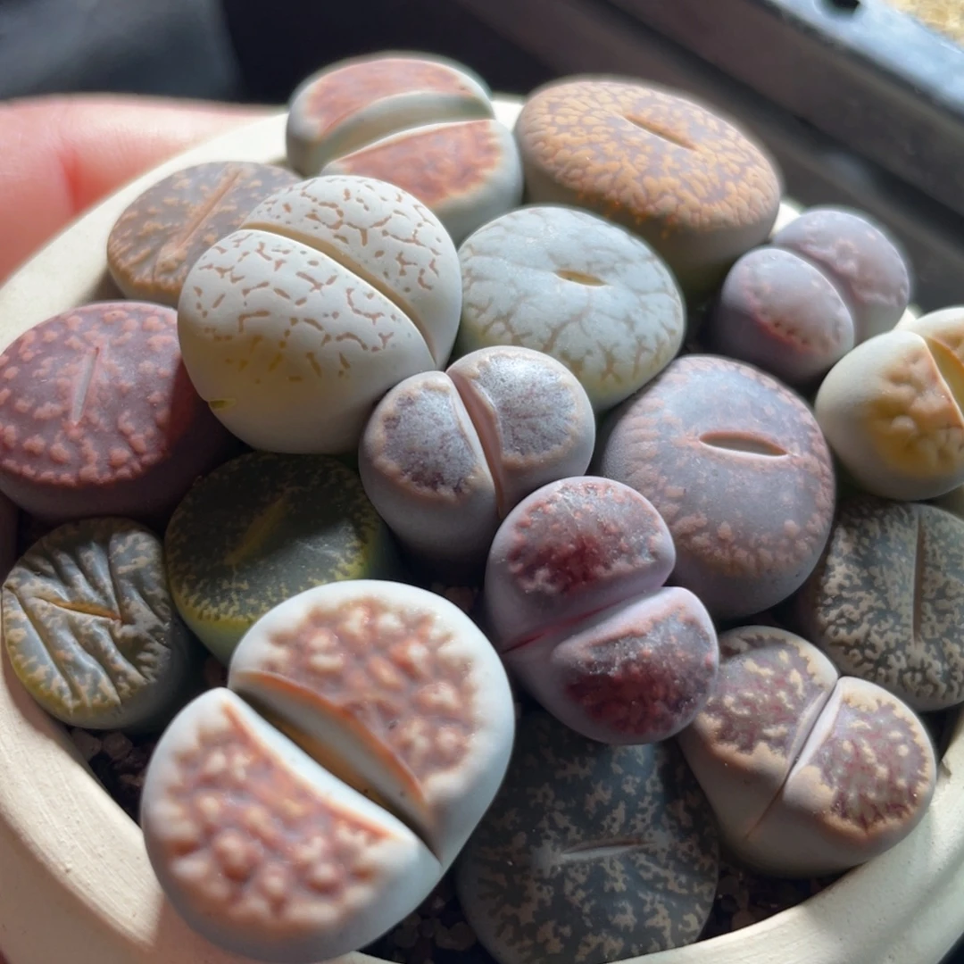 陶盆特价一物一拍～1