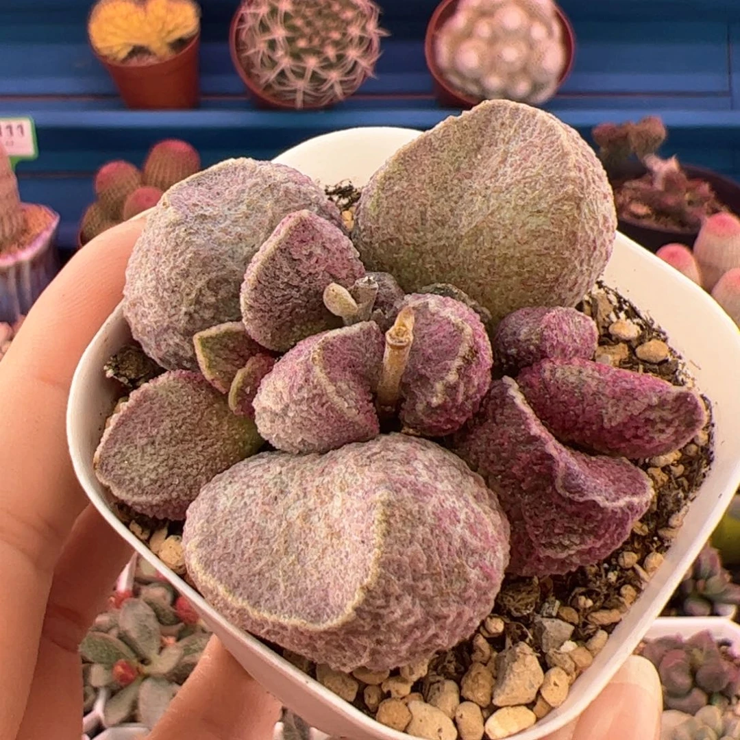 最**国哈默猪肝。