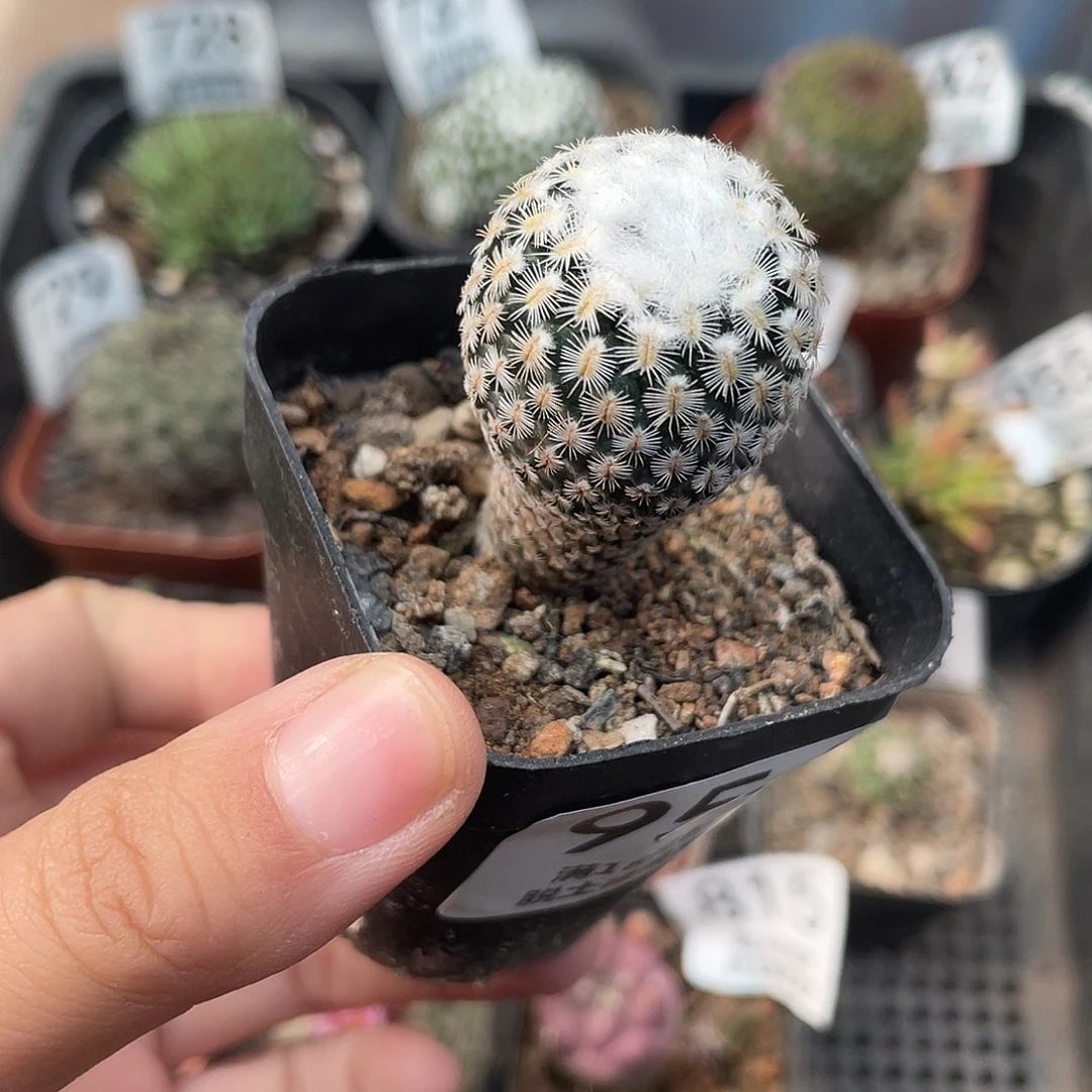 956海胆娇丽仙人球植物