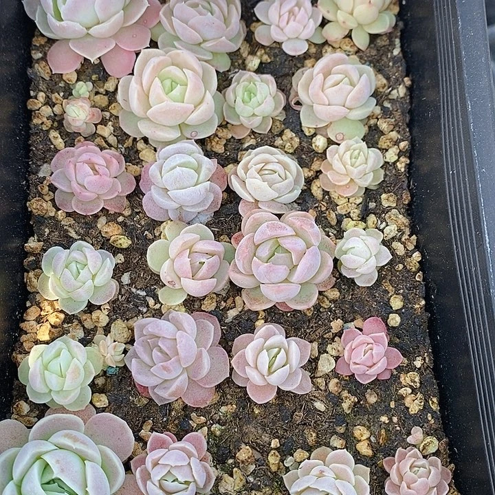 123 多肉植物盆栽花卉植物