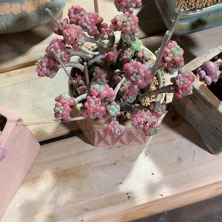 叫大姐大姐叫大姐你大牛大姐大弟弟呢