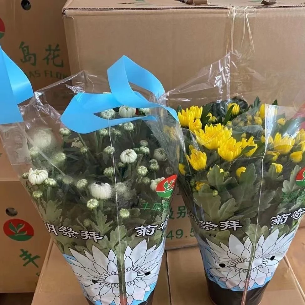 黄白菊盆栽清明节菊花栀子花昆明直发上山款新年见老人子孙后代