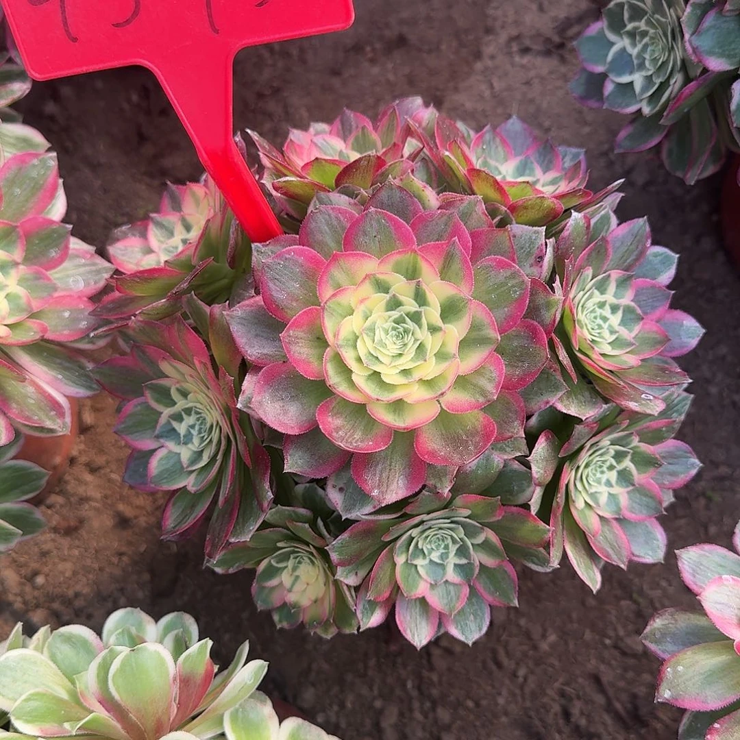 4573海仙多肉法师