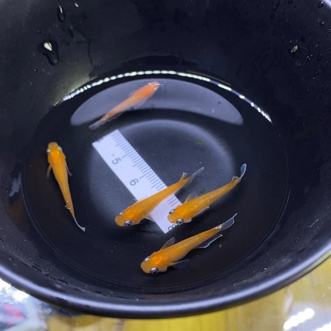 青鳉鱼赤壁赤壁24号