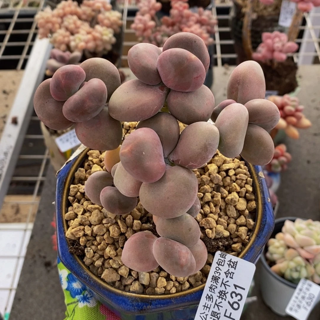 芒果奶酪631/9c m