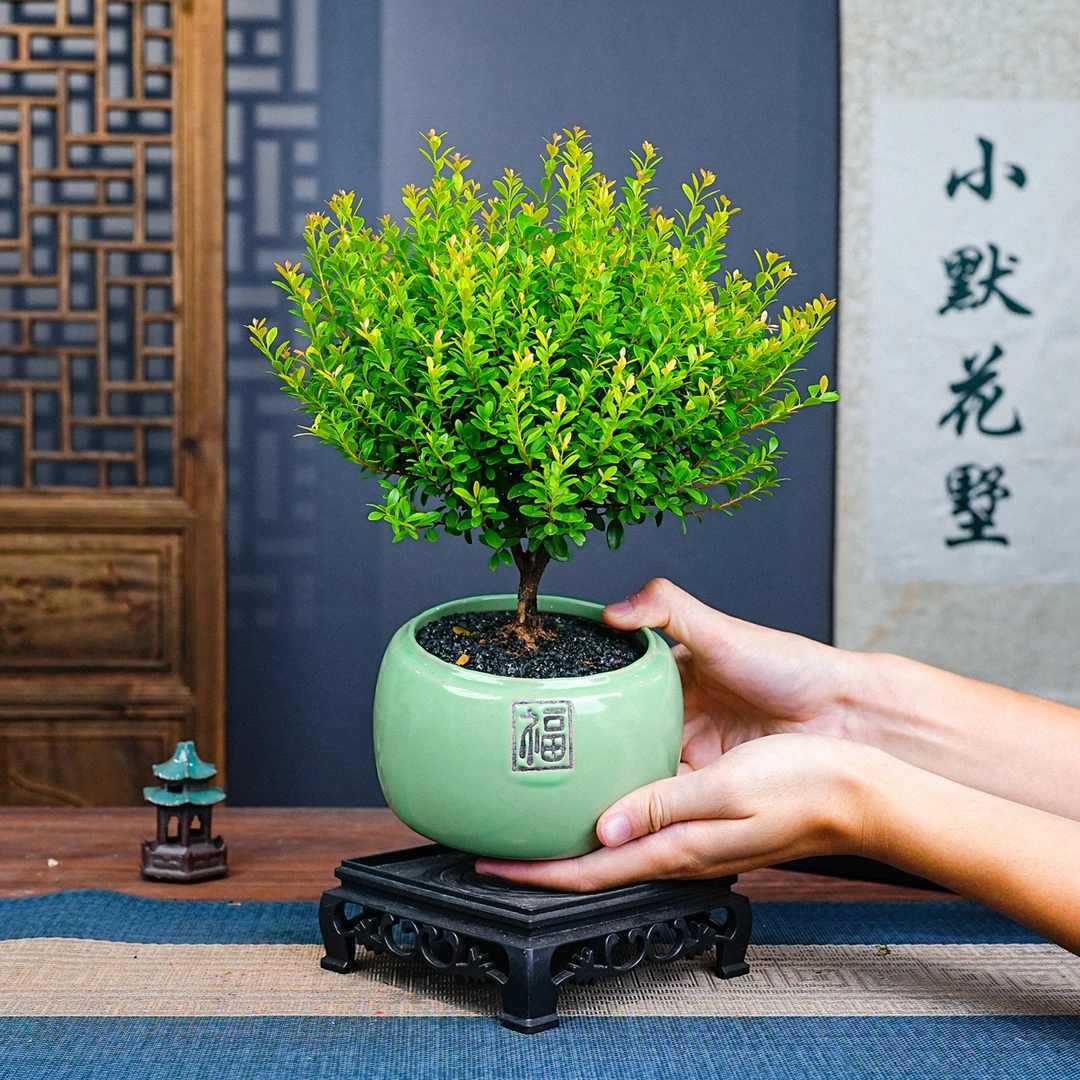 正宗老桩小叶赤楠室内盆栽盆景花卉绿植会开花结果阳台书房盆栽