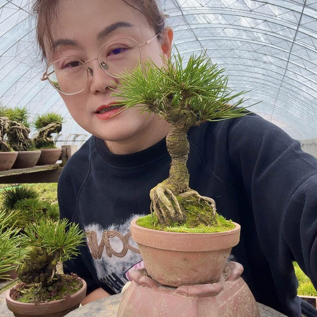 敏***者三河黑松盆景