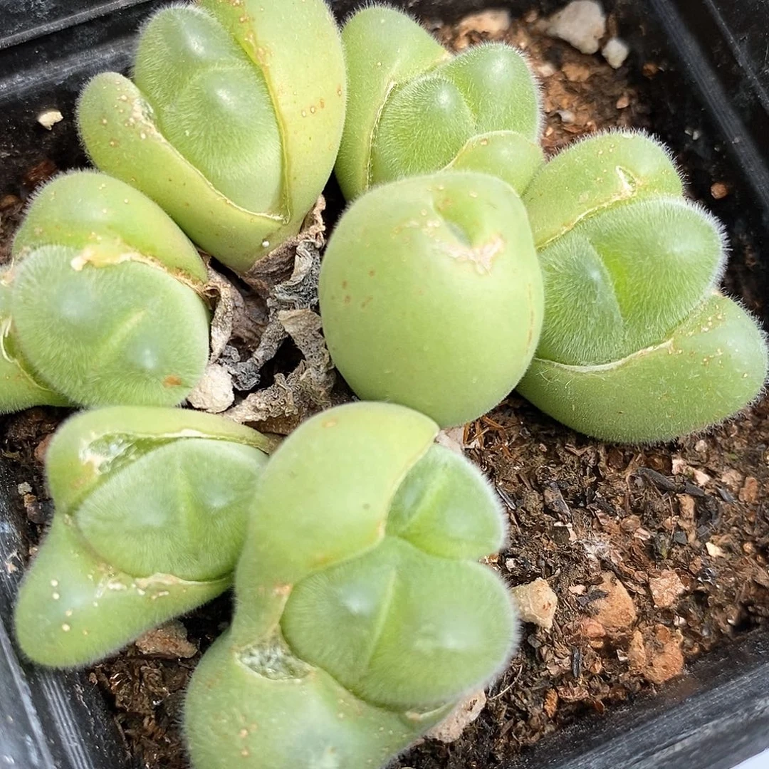 1039长毛毛翠滴一群