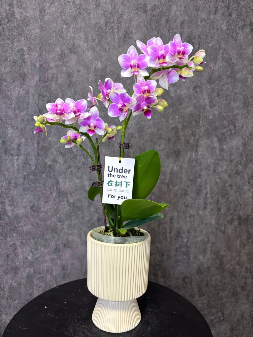 【盛夏-蝴蝶兰】鲜花绿植 定制款 易养花期长 家居摆件