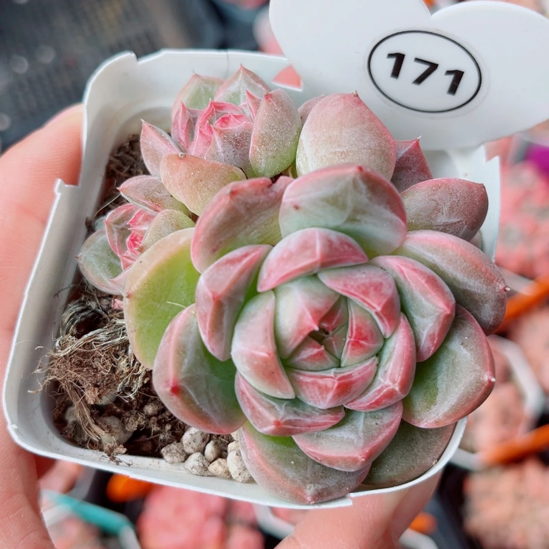 171号小老桩珍妮群