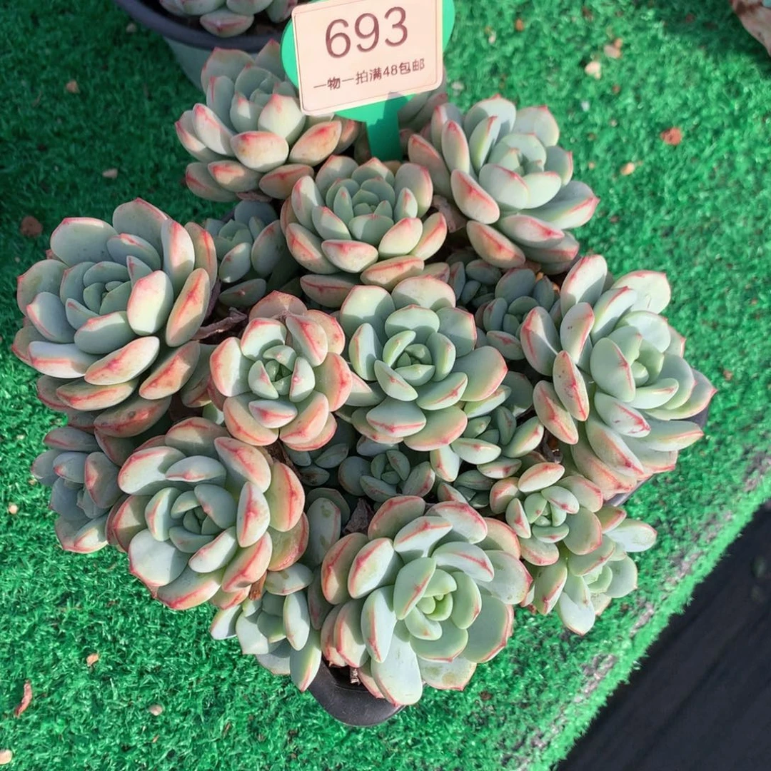 香草老桩一物一拍