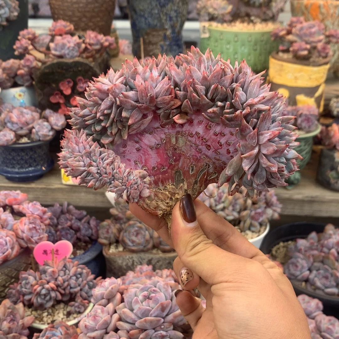 石榴籽缀化花花花花