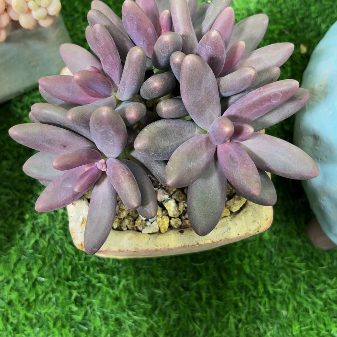 半*糖果美人，多肉植物