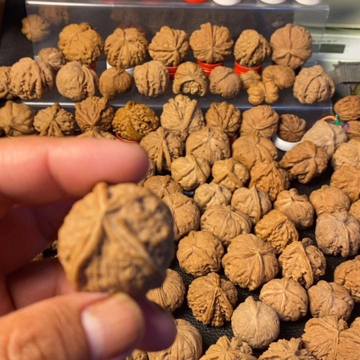 海****大叶紫檀（黑酸枝木类）