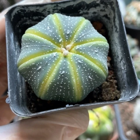 星都锦仙人球仙人球3米