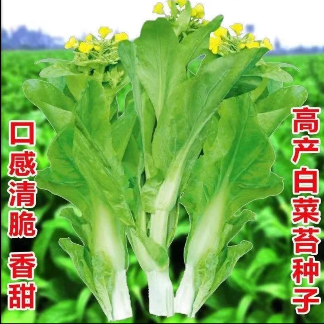 早熟白菜苔种籽白菜心种子香甜早白菜苔菜种阳台庭院蔬菜四季种植