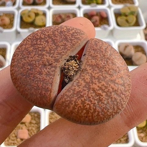 【闪购商品】25948，3.4公分