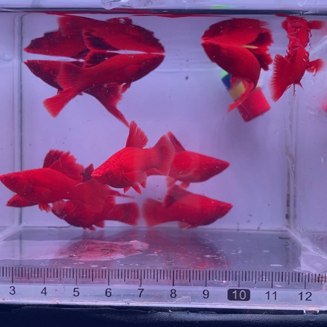 晨***曦海水鱼菊花帆红剑亚成10条