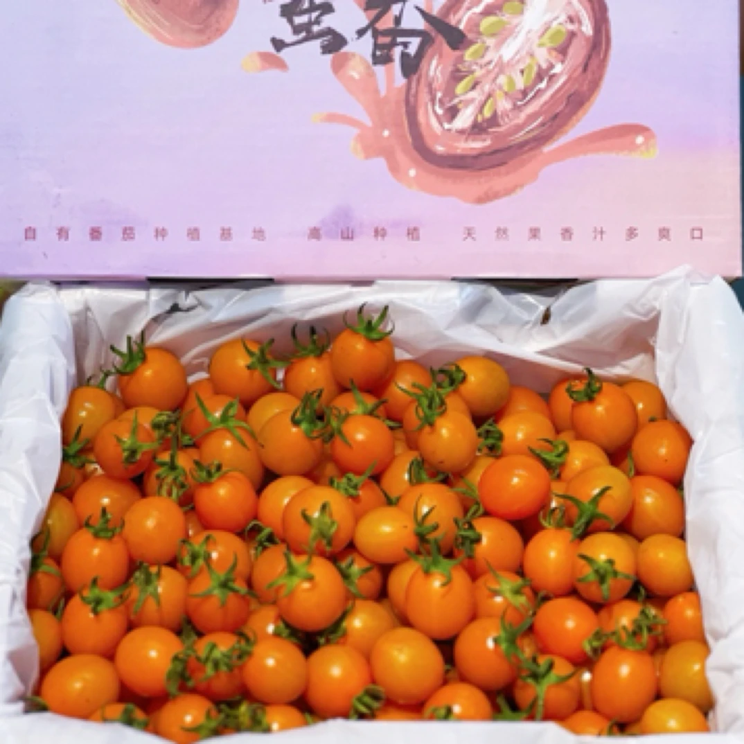 爆糖蜜小番茄2斤2云南省七台河市