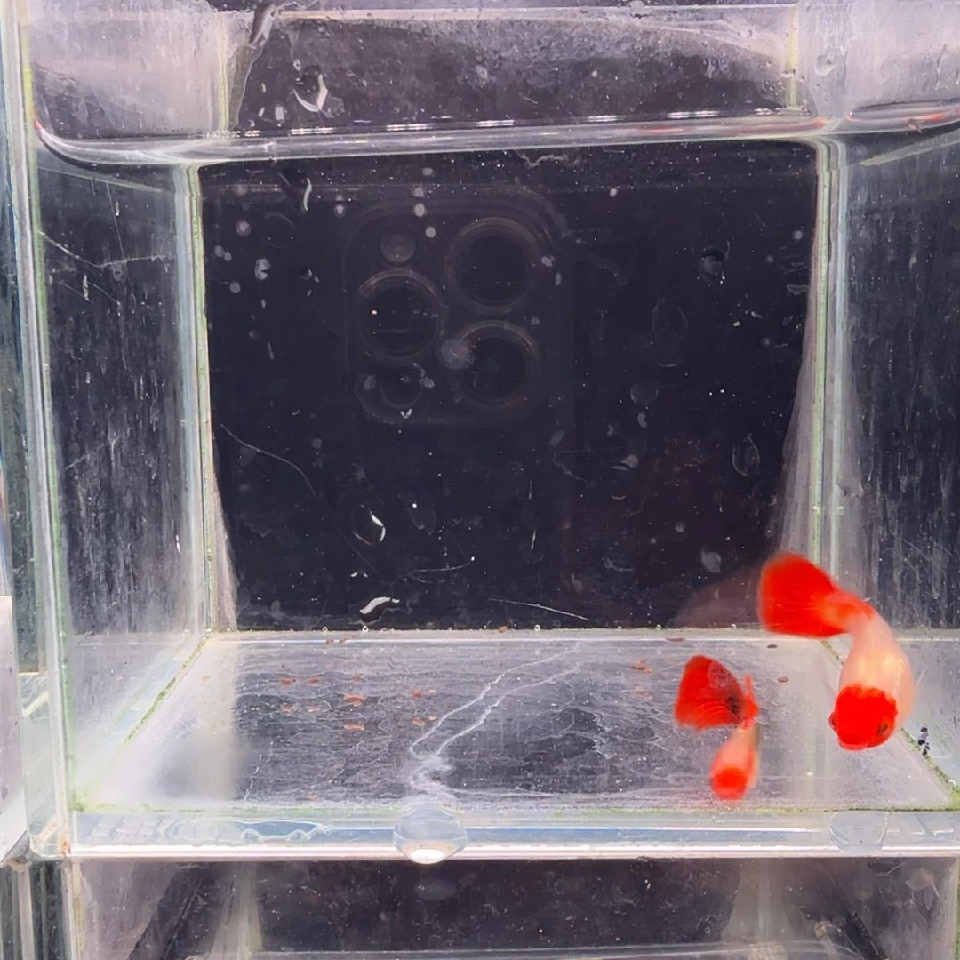 孔雀鱼深海蓝玻璃猫1对