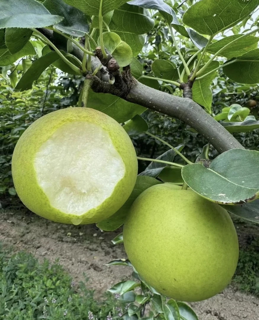 东台正宗翠冠梨新鲜当季水果脆甜多汁现摘现发细腻无渣