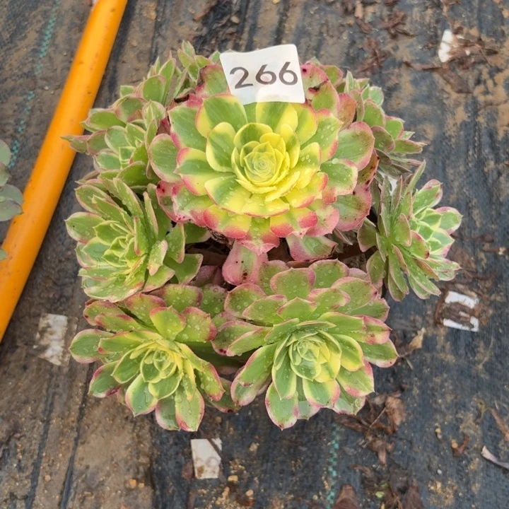 海王多肉植物不包损266