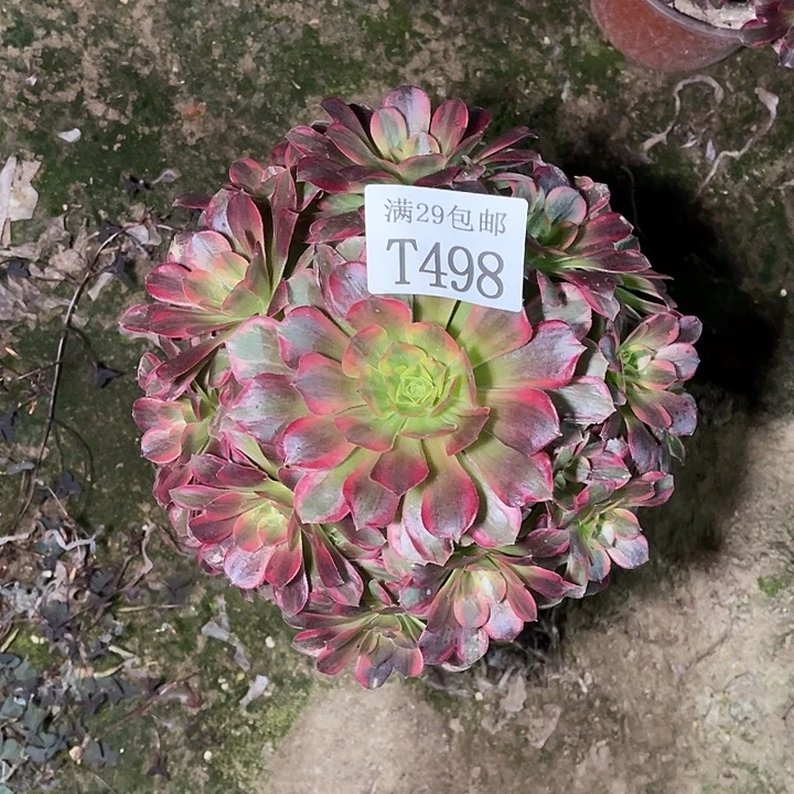 498安娜多肉植物