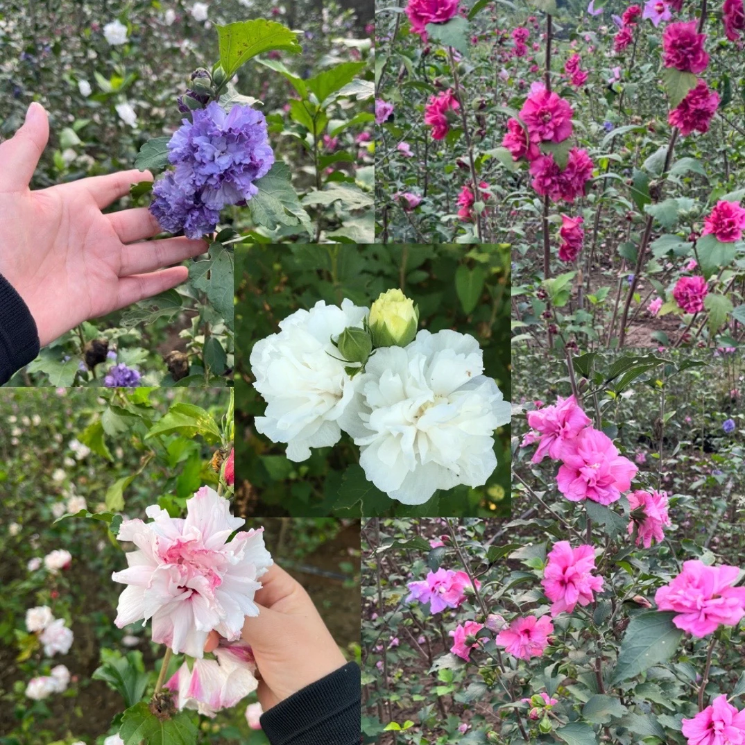 重瓣牡丹木槿花多色四季盆栽耐寒耐热适合南北方阳台庭院种植