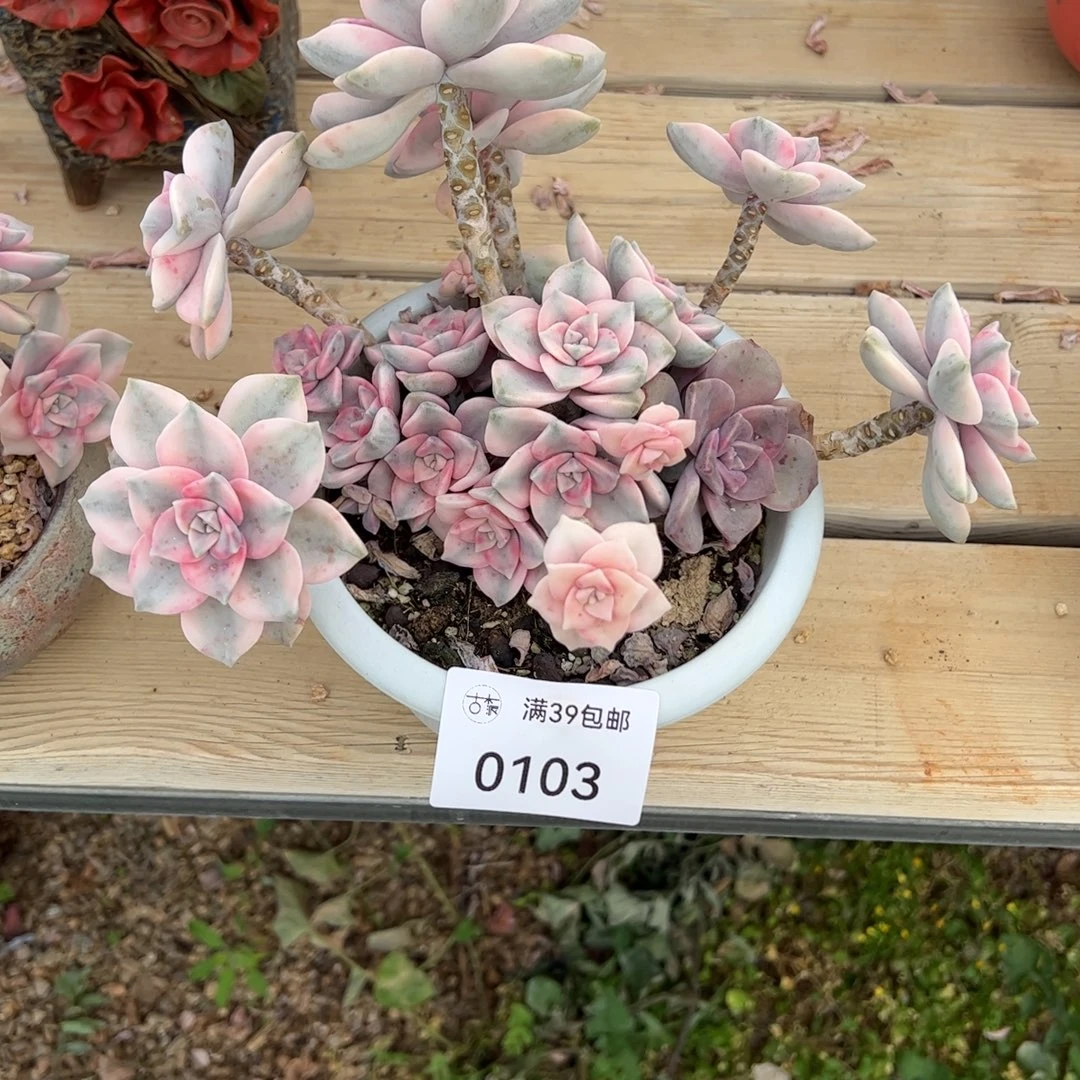 0103多肉植物紫乐锦