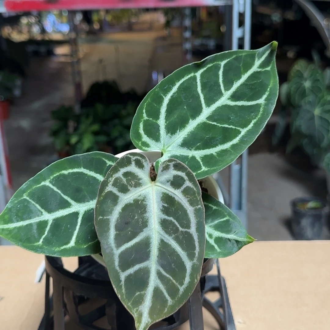 完全开放R123银色闪光杂