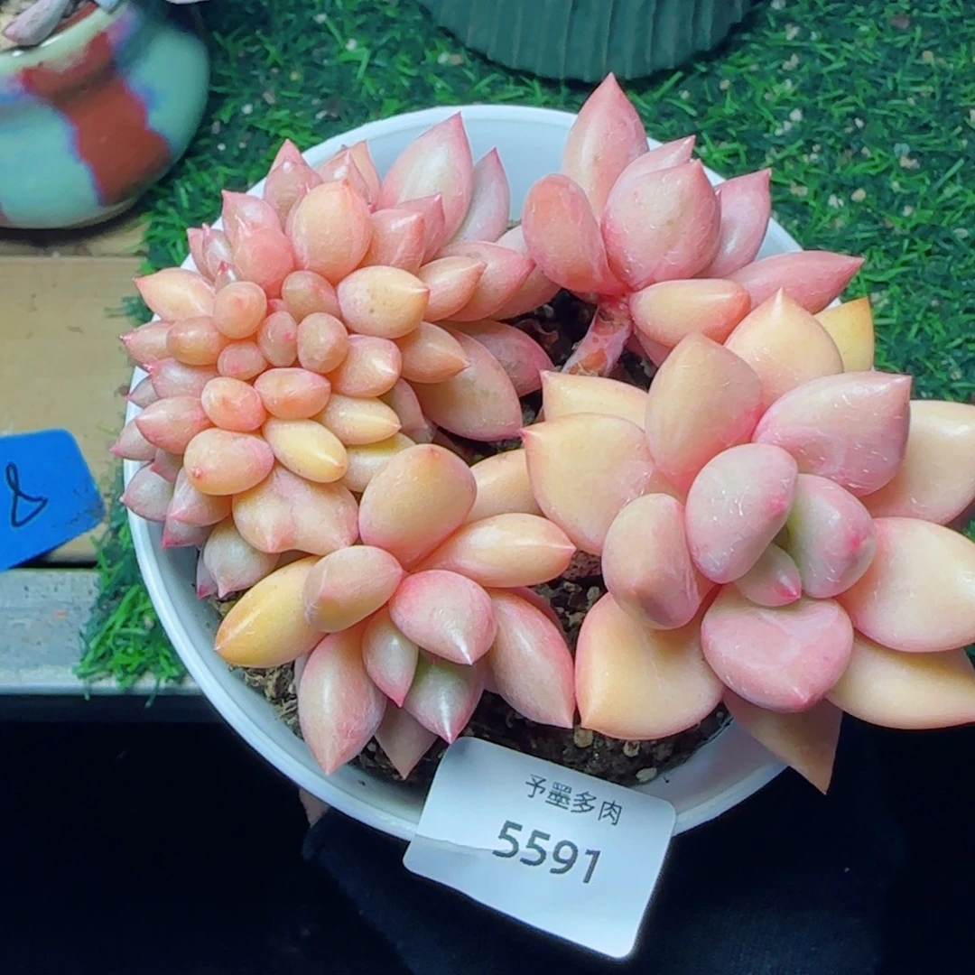 桃花源小树缀，5591多肉植物
