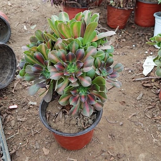 粉女巫中班法师了1