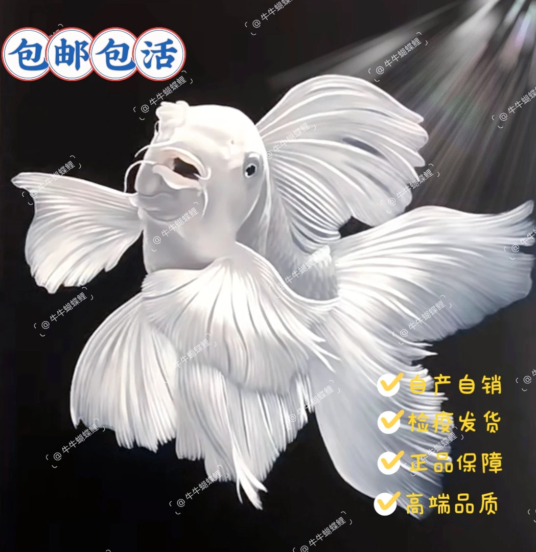 【牛牛蝴蝶鲤】18-22公分白色普身贵妃蝴蝶鲤赛级精品广温鱼混养群