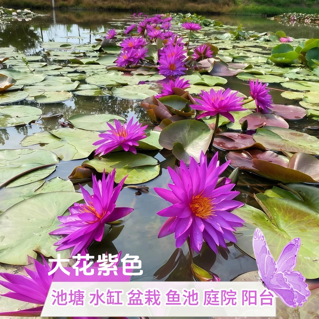 艾丽卡大花池塘水缸盆栽阳台四季水培睡莲水生植物带花苞花卉鲜花