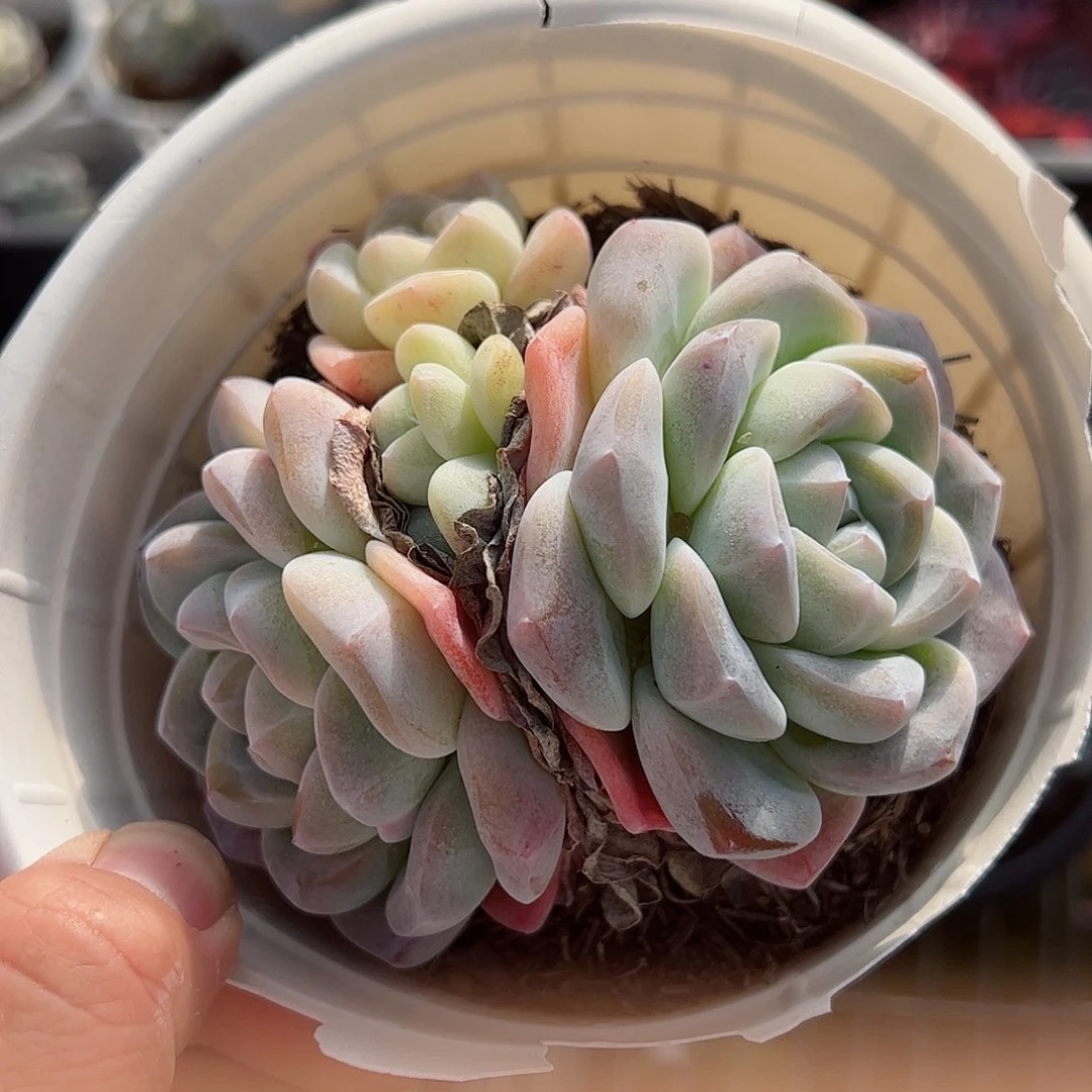 冰玉控养双头起小盆