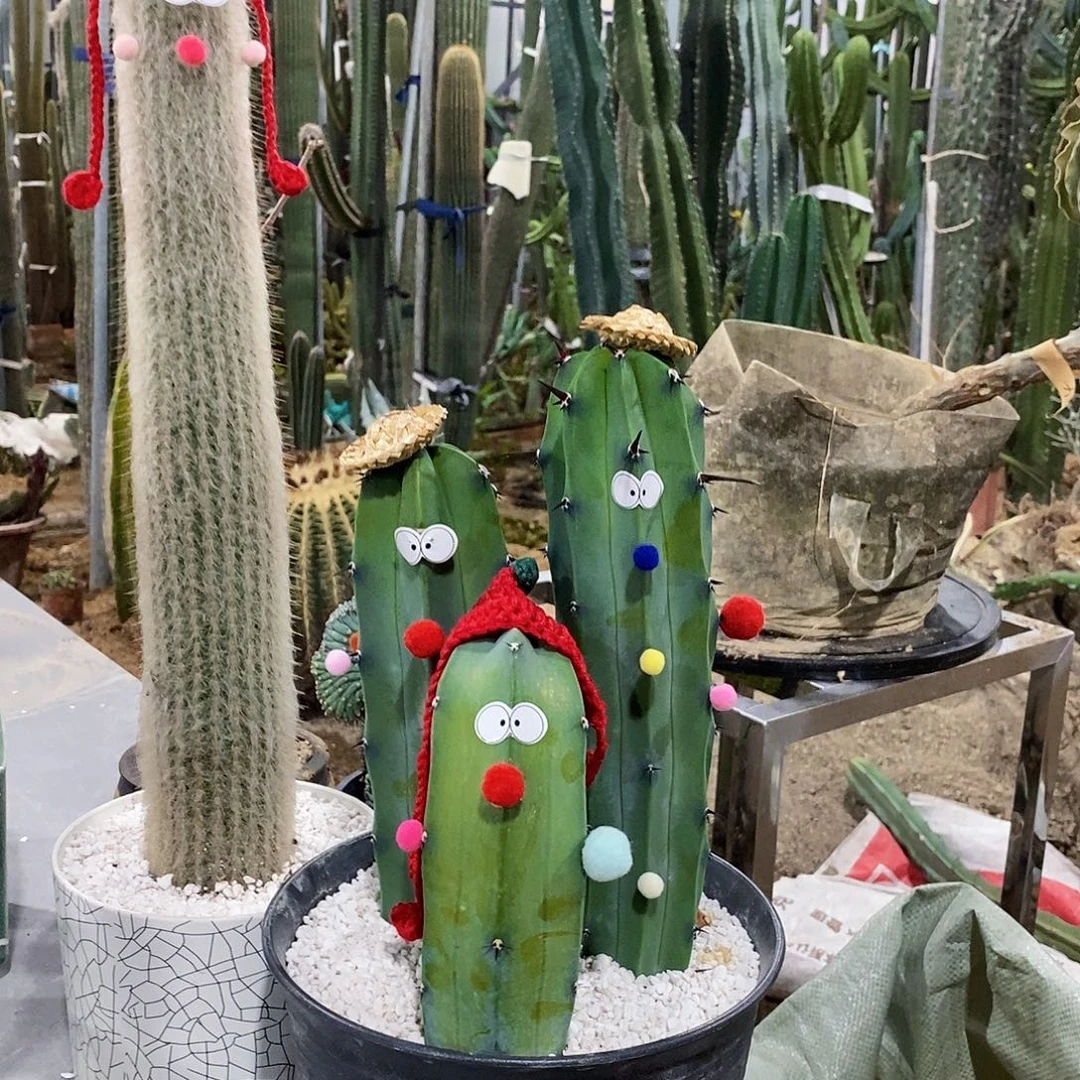 龙神木侧牙高20/30/40公分（3颗）