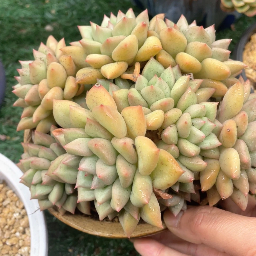 黄金象牙一物一拍28包邮非偏远