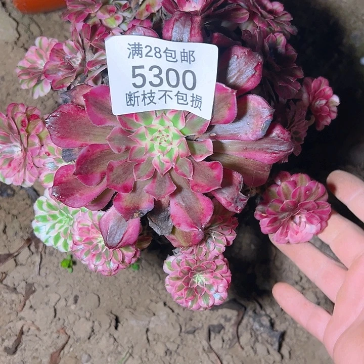 5300红铜白多肉植物