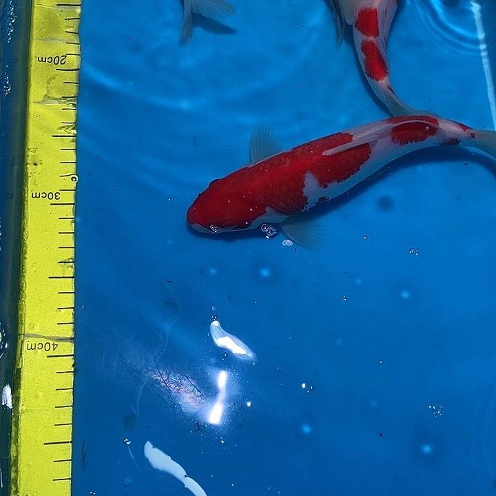 水***约锦鲤纯种血统锦鲤观赏鱼