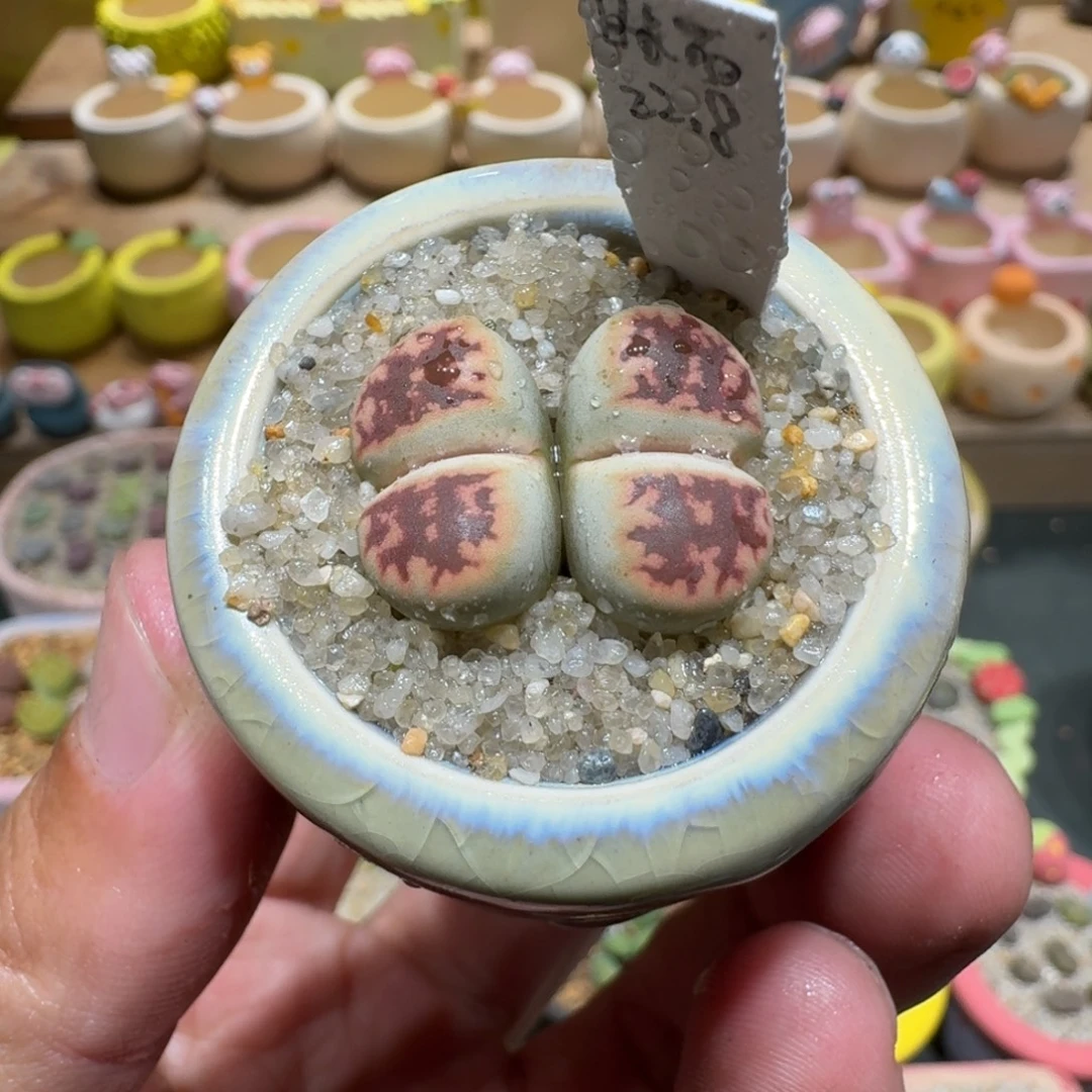 蘑菇1161日长石多肉植物