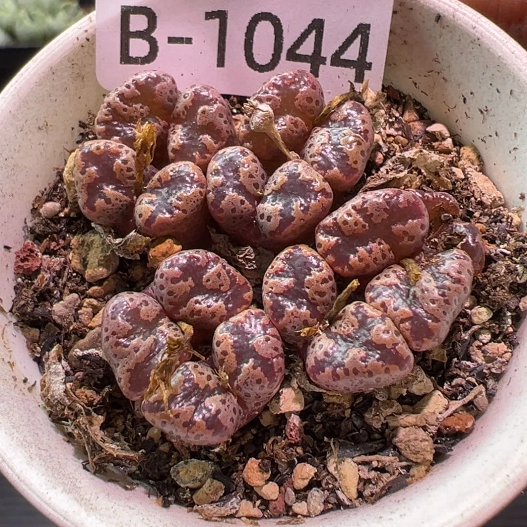 多肉植物1111111111111