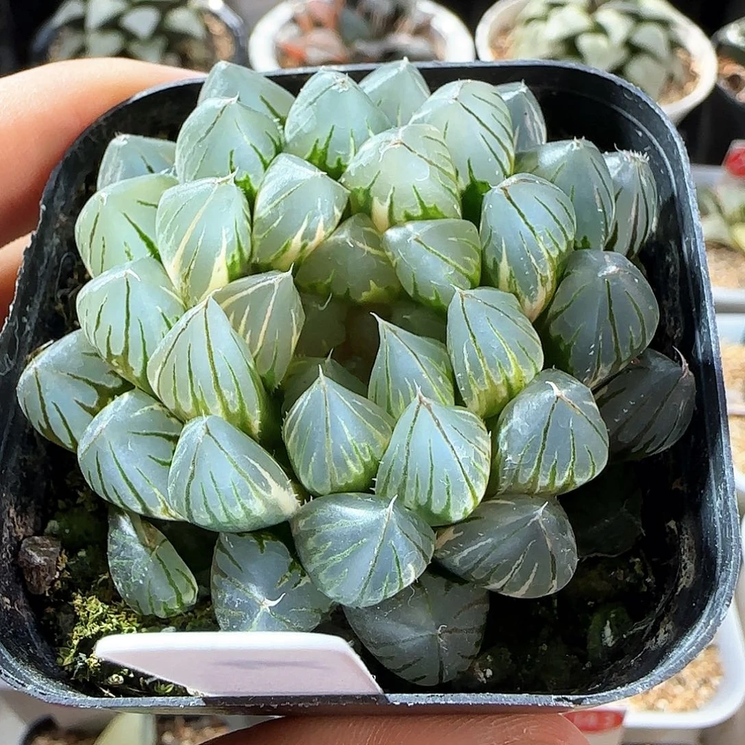 514号霓虹灯一物一拍带盆土