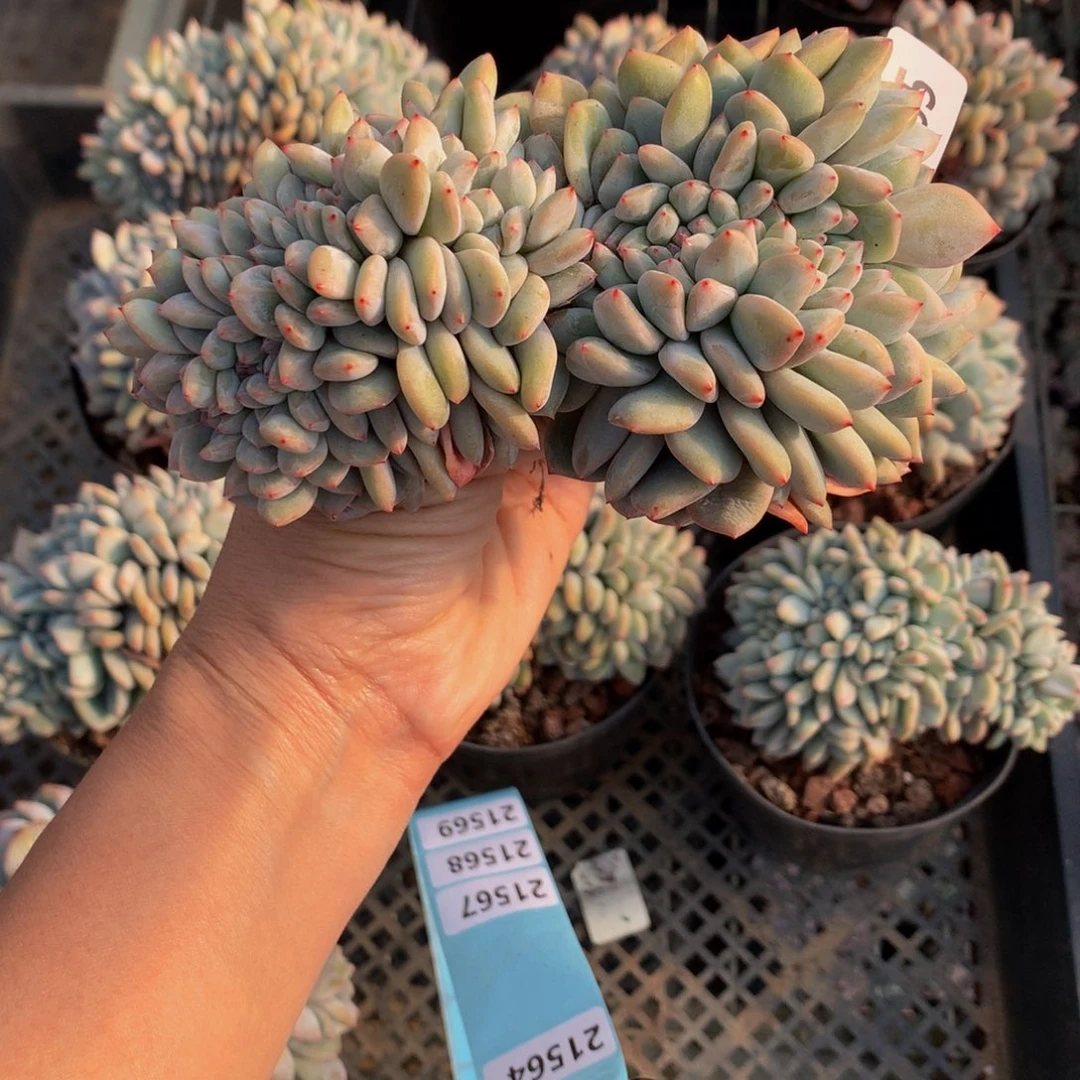 乐**中21565缀嗯嗯真的超级好听……