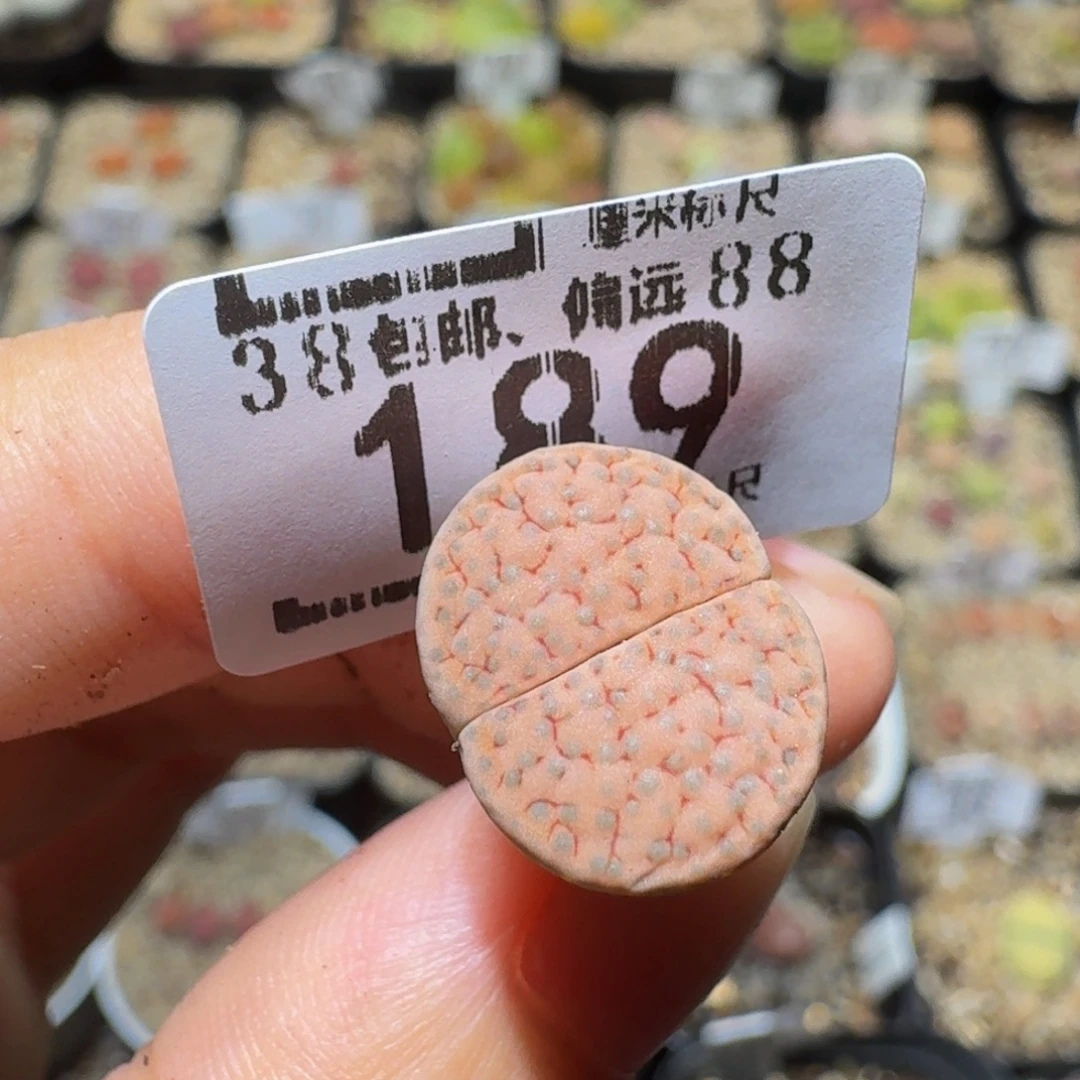 龍***妃Sssss精品生石花189
