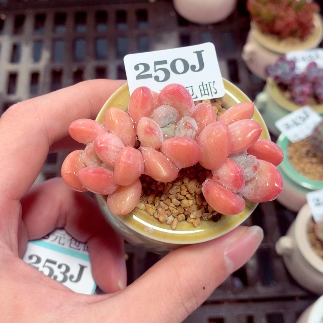 5厘米盆精控多肉250