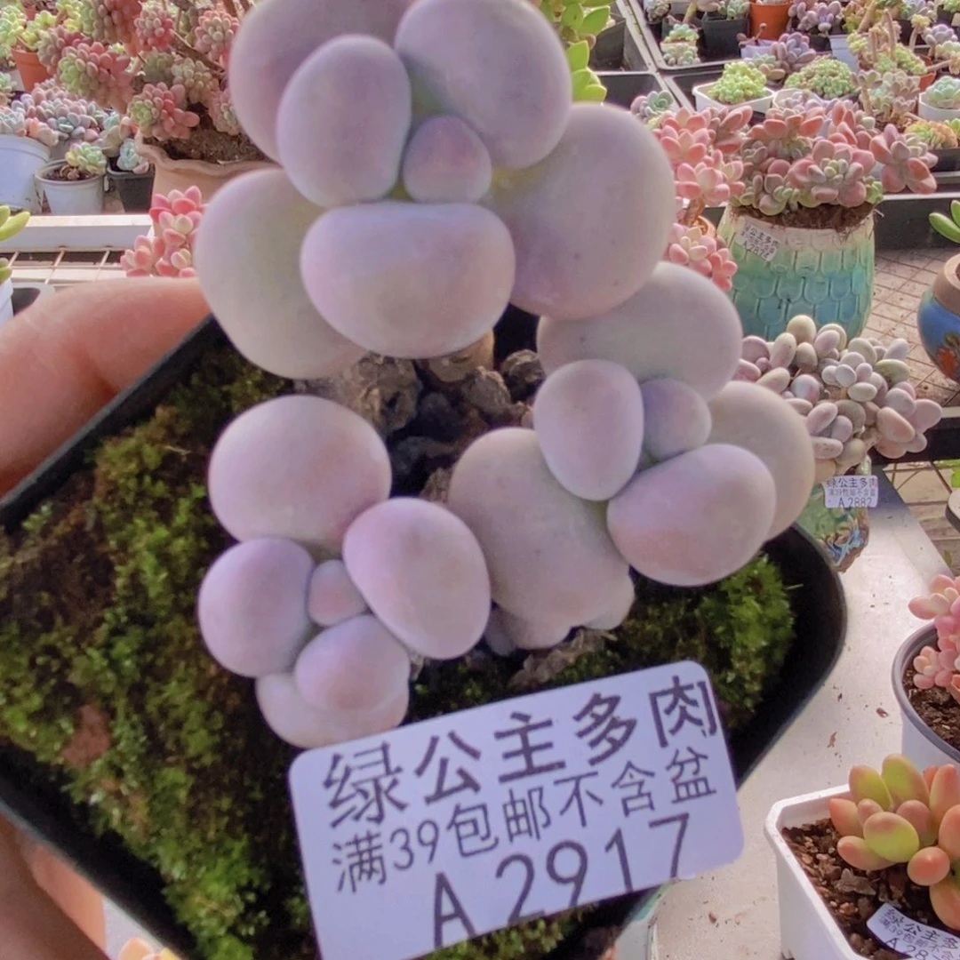 芭比奶洛6cm2917多肉植物