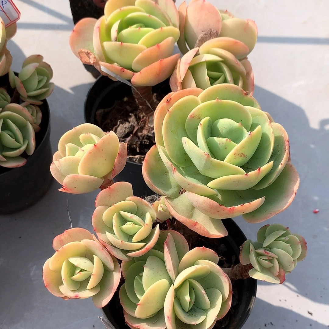 鸡蛋碧桃多肉两颗